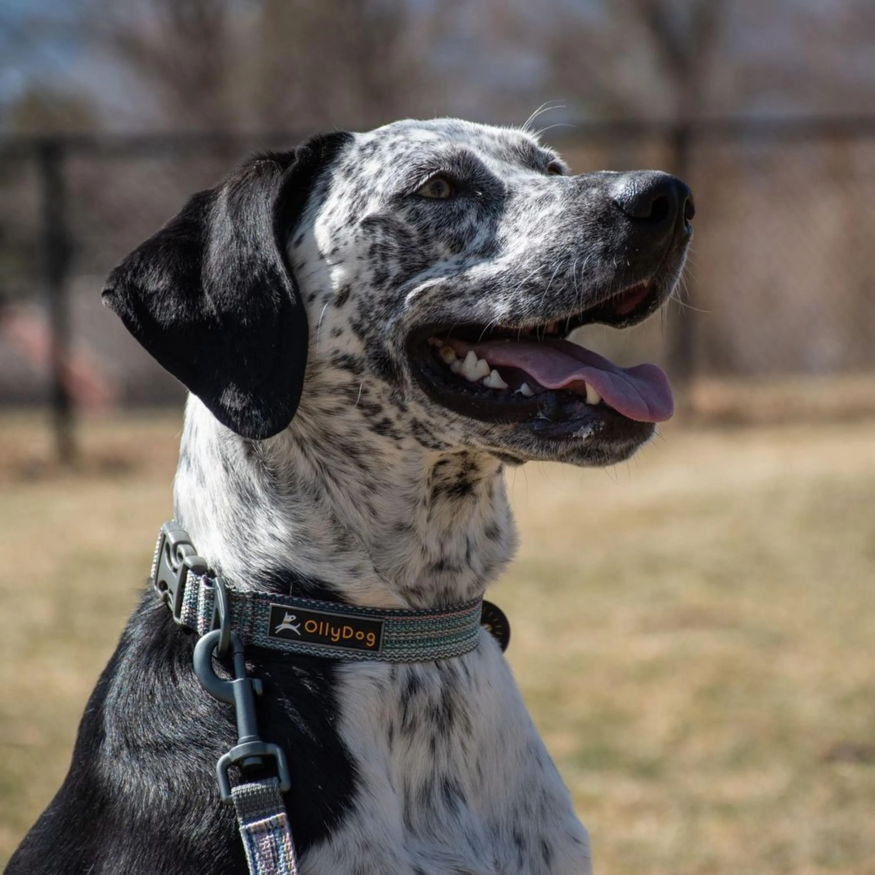 Rescue Collar