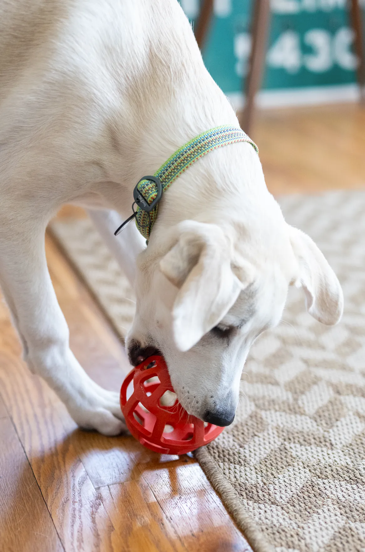 Rescue Collar