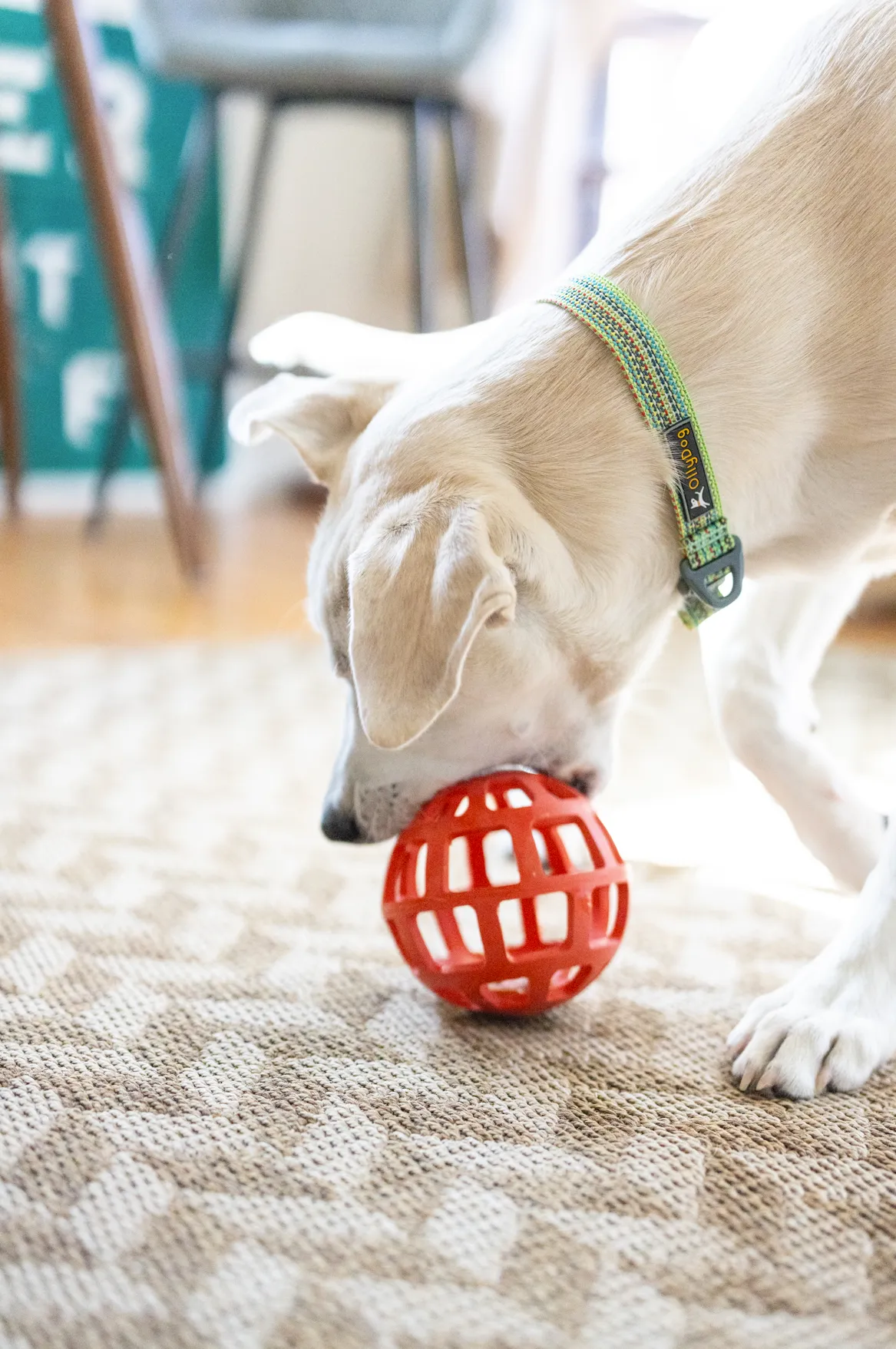 Rescue Collar